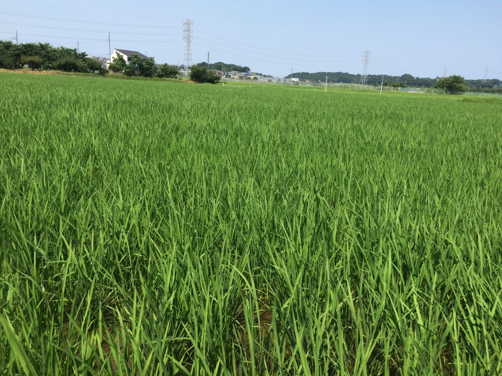 7月の田んぼ